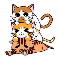 3姉妹ねこ