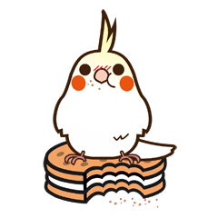 オカメインコちゃん