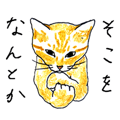 茶とら猫・ことちゃん