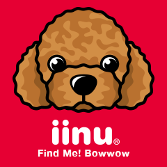 iinu トイプードル