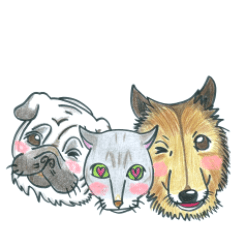 犬と猫の毎日