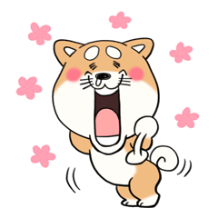 柴犬「しばさん」