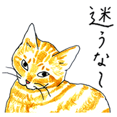 続／茶とら猫・ことちゃん
