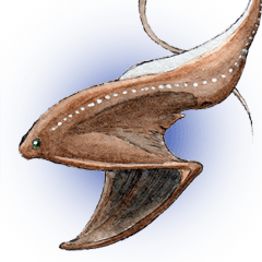 リアル深海生物
