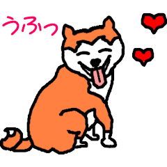 うちの柴ちゃん