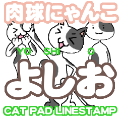 肉球にゃんこ「よしお」