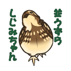 並うずら しじみちゃん