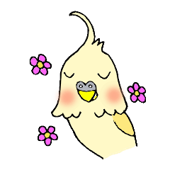 まんまるおめめオカメインコくん