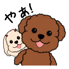 トイプーのモグとマルコ