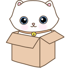 猫は箱が大好き