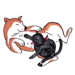 柴犬のタオ