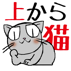 上から猫