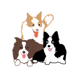 ボーダーコリー犬
