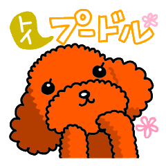 かわいいワンコ(トイ・プードル)と一緒♥