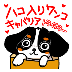 かわいいワンコ♥(キャバリア・トライ)