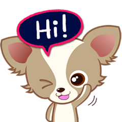 Lucky Chihuahua