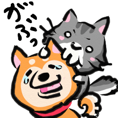きゃわわ!柴犬とネコ!
