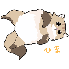 ゆるふわネコみやびの日常