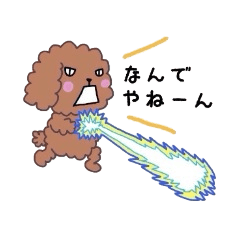 プードルさん