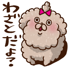 トイプーのもこぷー(腹黒)