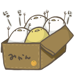 白ひよこと黄ひよこ