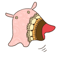 めんだこ