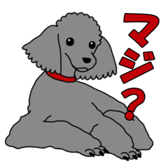 うちのこかわいい - トイプードルver