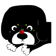 くろちゃん的な日々
