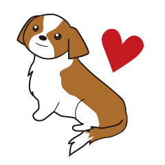 みんな大好きシーズー犬