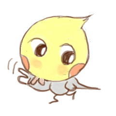 オカメインコのピコちゃん