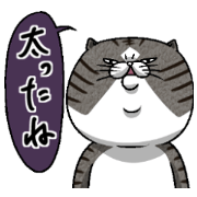 媚びないもっちりネコ「野良ドラ雄」