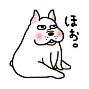 犬のウメ