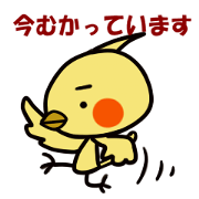 オカメインコ　待ち合わせ用だよ