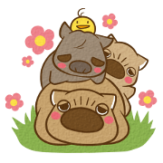 仲良しウォンバット
