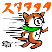 柴犬ポコチ