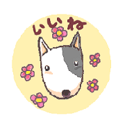 聞き上手なDaifuku(ブル-テリア)