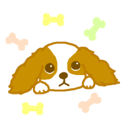 ゆるかわキャバリア