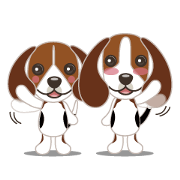 ビーグル犬「きなこんぶ」