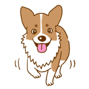 コーギーのときちゃんの時々