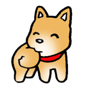 柴犬のしっぽ