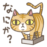 茶トラにゃんこ