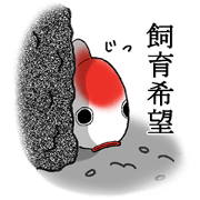 食べ盛りの金魚たちへ