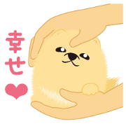 ちっちゃいポメちゃん 2