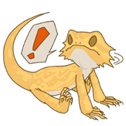 フトアゴヒゲのトカゲ