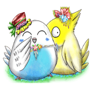 キラキラインコ vol2