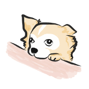 チワワのバウシュ
