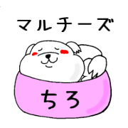 マルチーズ「ちろ」の日常