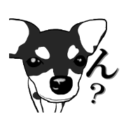 チワワ
